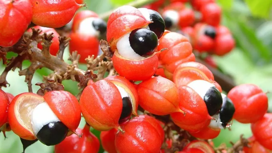 Guaranà, quali sono gli effetti benefici e le controindicazioni