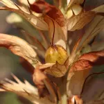 I Virus delle piante