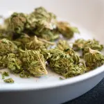 Cannabis e hashish Light: quali sono le differenze?